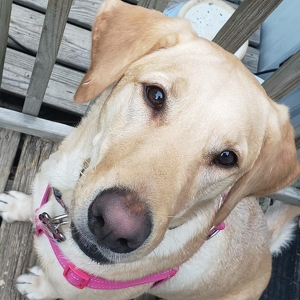 Fundraising Page: Kimberly Nasi